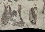 Fossil Fish (Gosiutichthys) Mortality Plate - Lake Gosiute #61567-2